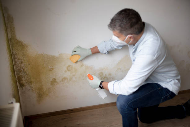Best Comprehensive Air Testing for Mold Contaminants  in Lakewood, WA